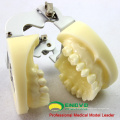 IMPLANT06(12617) Implant Practice Jaw Model with Lower Jaw for Flap and Drilling Practice